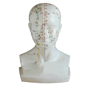 What parts and points are usually included in the head acupuncture model?